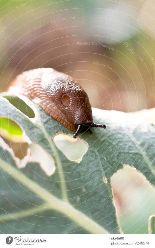 Nimmersatt Nacktschnecke Schnecke Fressen Garten Kohlrabi Sommer Plage kaputt Loch Natur Blatt langsam Umwelt Bewegung braun schleimig natürlich nackt Ekel