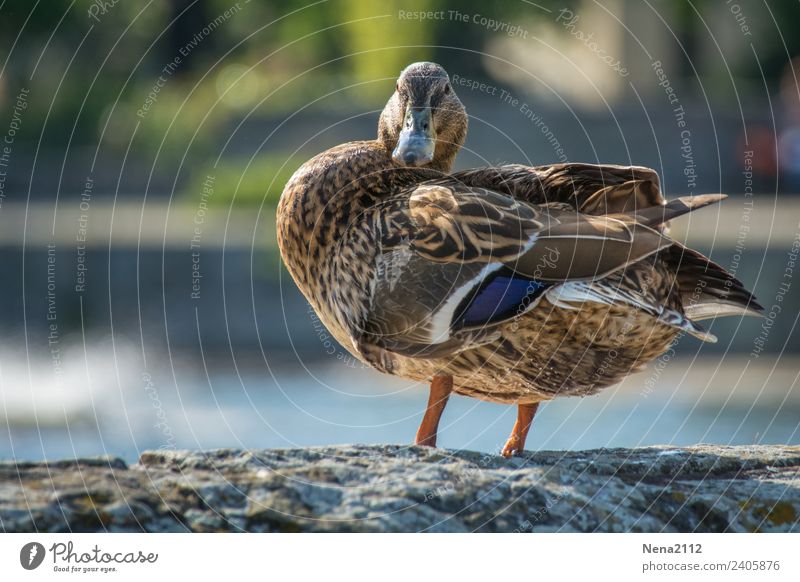 Ente II Umwelt Natur Tier Wasser Garten Park Teich See Bach Fluss Vogel braun ruhig Waschen Feder Blick Farbfoto Außenaufnahme Nahaufnahme Menschenleer