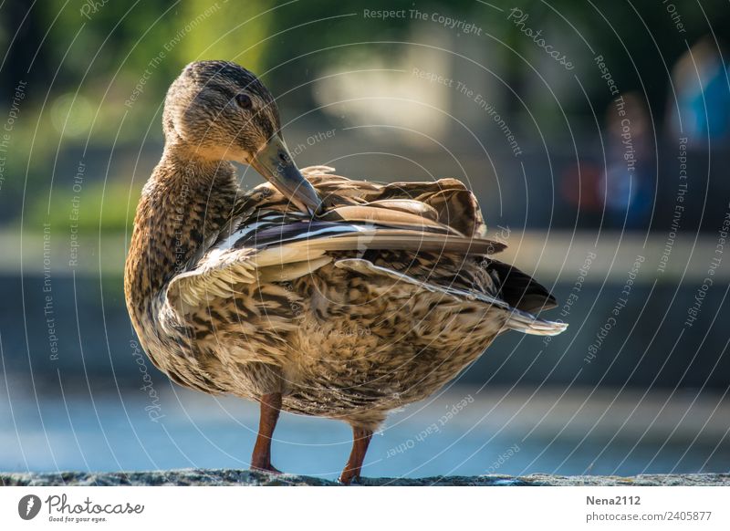 Ente III Umwelt Natur Tier Wasser Garten Park Flussufer Teich See Bach Wildtier Vogel 1 warten Sauberkeit Waschen Feder Farbfoto Außenaufnahme Menschenleer