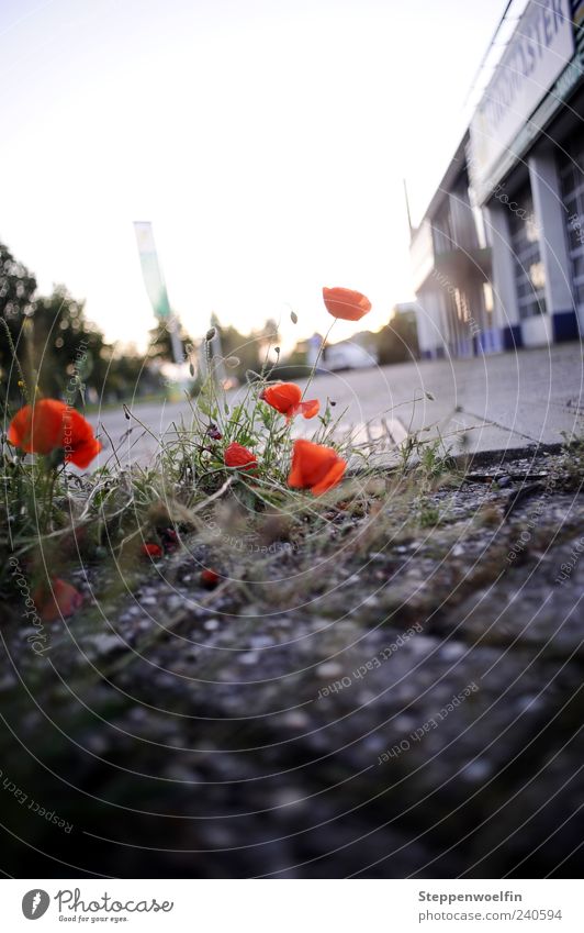 Stadtmohn Pflanze schön rot schwarz Überleben anpassungsfähig Mohn Mohnblüte Gebäude Industrielandschaft Gras Stein Pflastersteine Säule Gegenlicht Moos dreckig