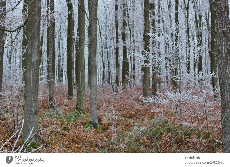 Wald im Winter Umwelt Landschaft Baum dunkel kalt grau grün Angst Einsamkeit Raureif Schnee Farbfoto Außenaufnahme Dämmerung