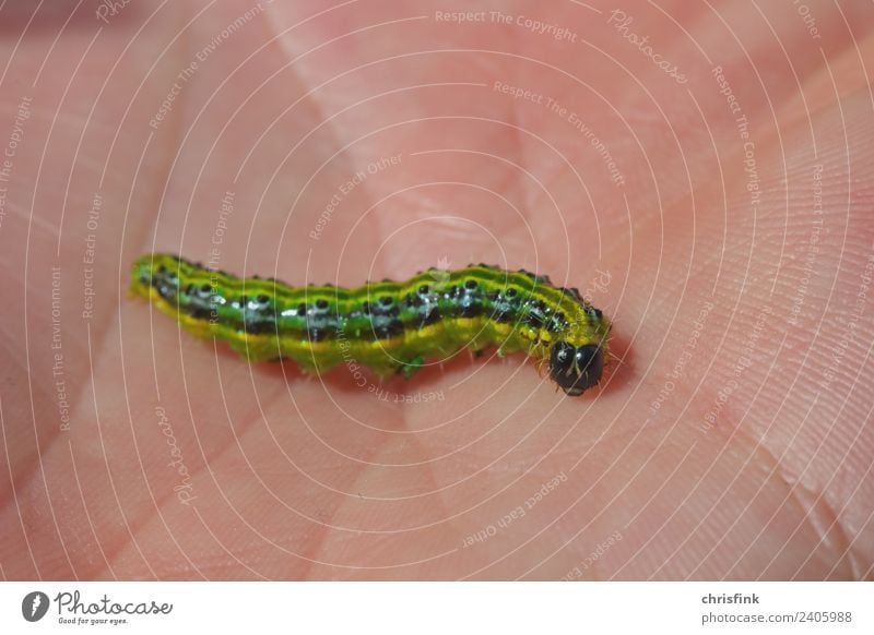 Zünsler Raupe auf Hand Tier Schmetterling 1 krabbeln Ekel hässlich schleimig grün Buchsbaum Pflanzenschädlinge bux buxbaum Farbfoto Außenaufnahme