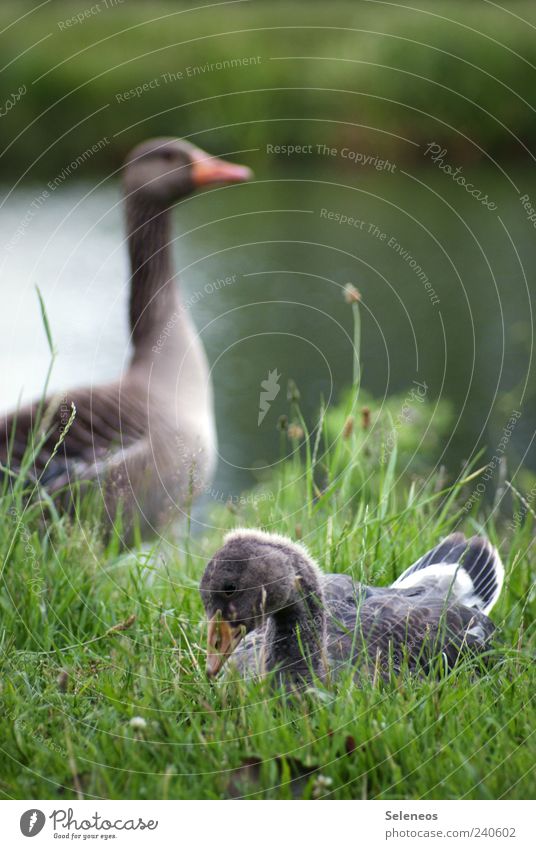 ab, im Gänsemarsch Umwelt Natur Landschaft Sommer Pflanze Gras Flussufer See Tier Gans Tierfamilie beobachten sitzen Fürsorge Farbfoto Außenaufnahme Tag