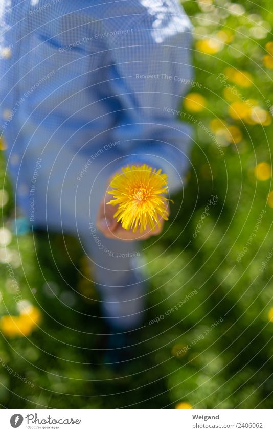 Geschenk Wellness Wohlgefühl Sinnesorgane Duft Feste & Feiern Muttertag Ostern Kindergarten Blume Gras Wiese leuchten Freundlichkeit Fröhlichkeit frisch gelb