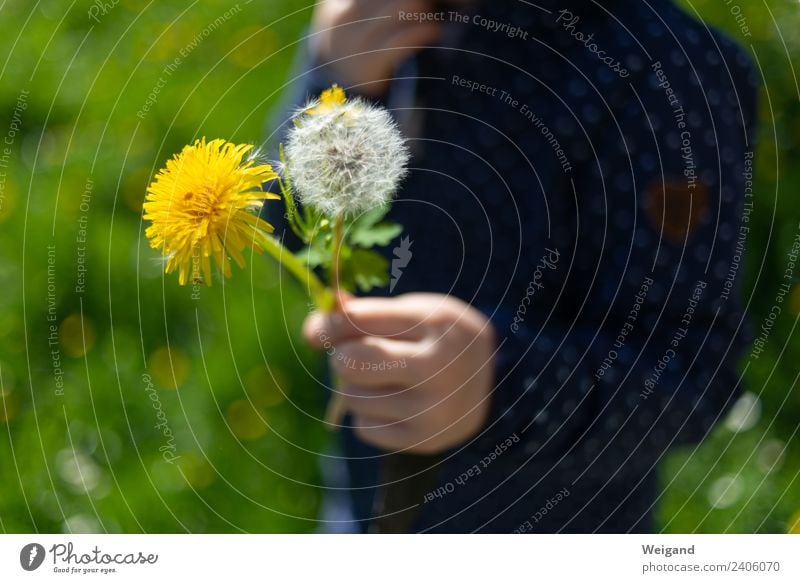 Blumenstrauß harmonisch Zufriedenheit Sinnesorgane ruhig Duft Kind Kleinkind Mädchen Junge Kindheit Blühend Freude Glück Fröhlichkeit Lebensfreude