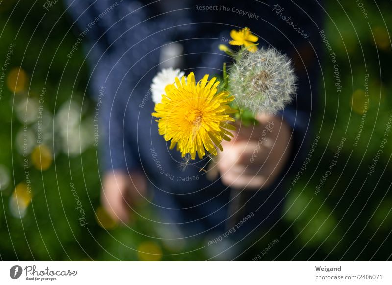 Blumenstrauß Leben harmonisch Wohlgefühl Zufriedenheit Kind Kleinkind Mädchen Junge Kindheit Natur Pflanze Blühend frisch gelb gold grün Freude Glück