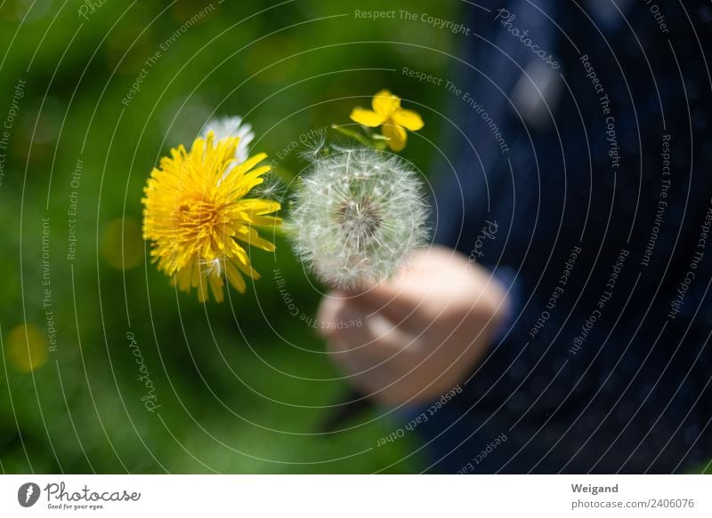 Blumengruß Leben harmonisch Wohlgefühl Zufriedenheit Sinnesorgane Erholung ruhig Kindergarten Kleinkind Mädchen Junge Kindheit Natur Pflanze Lächeln