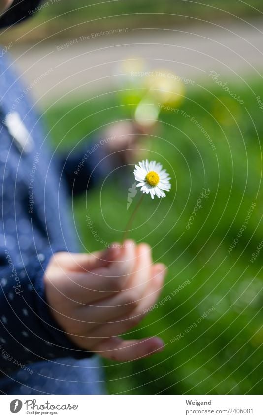 Dankeschön Gesundheit harmonisch Wohlgefühl Zufriedenheit Erholung ruhig Meditation Duft Kindererziehung Kindergarten Kleinkind Mädchen 1 Mensch 3-8 Jahre