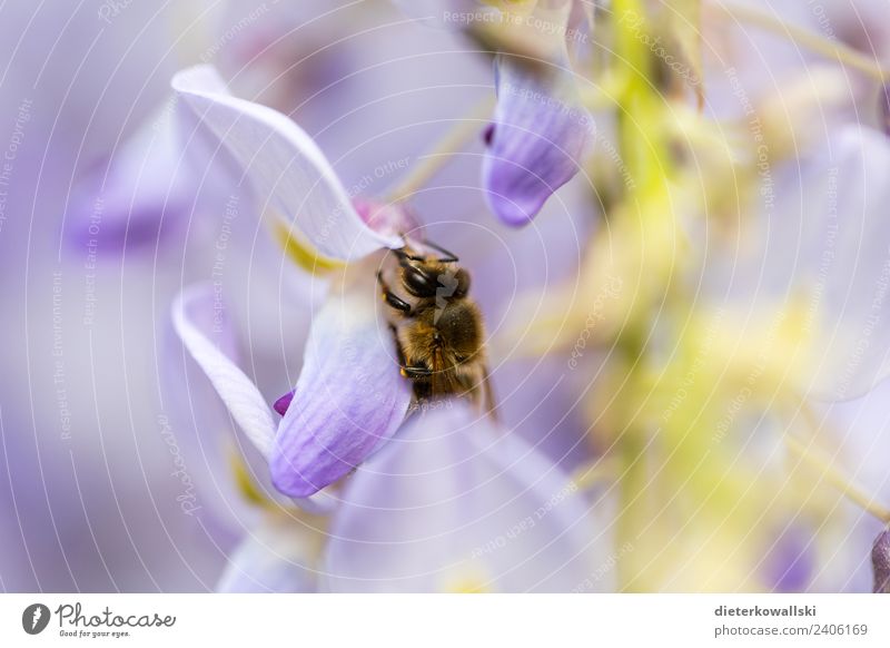 Biene Umwelt Natur Pflanze Tier Blüte Nutztier Wildtier fliegen Fressen Honigbiene Umweltschutz Umweltverschmutzung Insektensterben Bienensterben Farbfoto