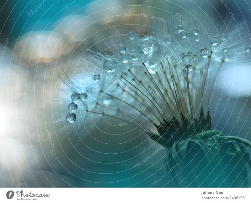 Abstraktes Makrofoto mit Löwenzahn und Wassertropfen. Natur Pflanze Blume Stimmung Fröhlichkeit Erfolg Leidenschaft Liebe Romantik schön Begierde Beginn