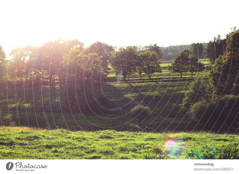 insektenwiese Natur Landschaft Urelemente Himmel Wolkenloser Himmel Sonnenlicht Sommer Schönes Wetter Baum Gras Sträucher Wiese frisch Wärme grün