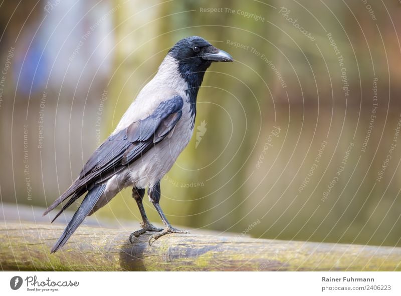 eine Nebelkrähe schaut neugierig Natur Tier Frühling Sommer Flügel 1 beobachten Blick grau "Vogel Krähe neugierig" Farbfoto Außenaufnahme Textfreiraum rechts