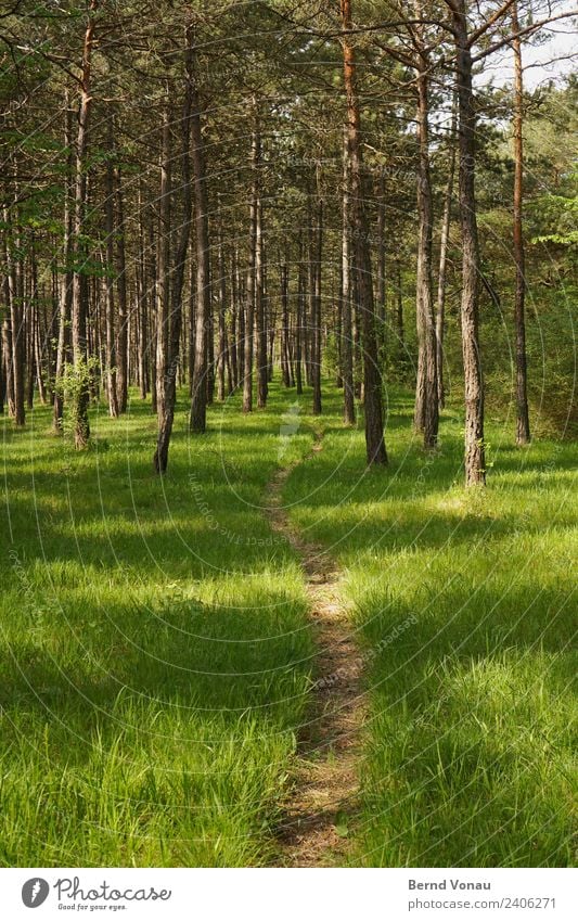 Pfad durch den Kiefernwald Umwelt Natur Landschaft Frühling Sommer Schönes Wetter Pflanze Gras Wiese Wald gehen genießen wandern hell natürlich braun grau grün