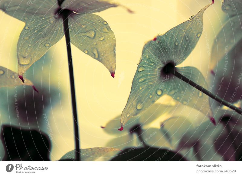 Regenblumen Blüte Wassertropfen Pflanze Regentropfen Natur exotisch Tropfen Frühling Sommer Grünpflanze Blühend Duft schön weiß Stimmung Frühlingsgefühle