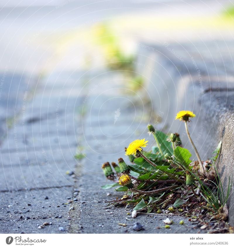 unscheinbar Umwelt Pflanze Blume Blatt Blüte Löwenzahn Straße Straßenrand Bordsteinkante Pflastersteine Stein Blühend Wachstum frisch natürlich schön wild gelb