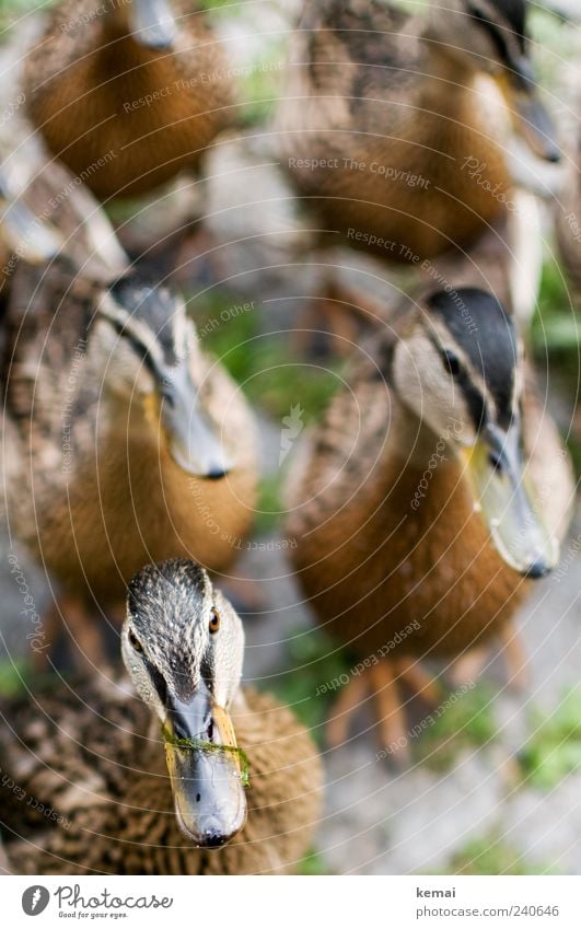 Armee der hungrigen Ententeenager Umwelt Natur Tier Park Wildtier Tiergesicht Stockente Auge Schnabel Tiergruppe Schwarm warten nah Neugier niedlich Tierliebe