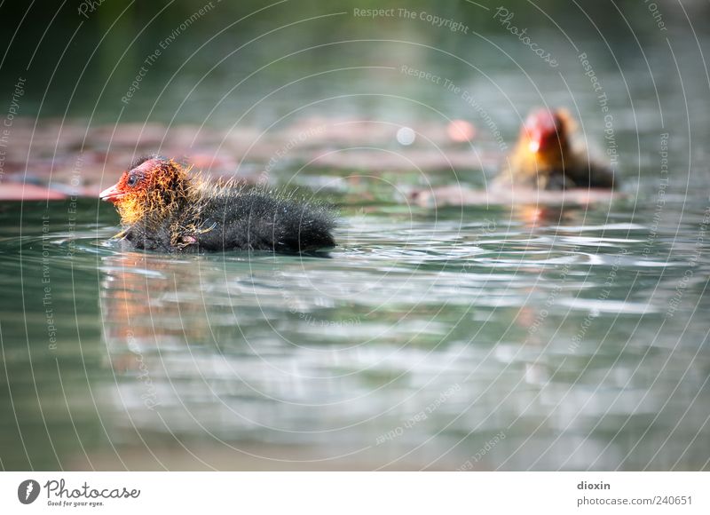 Blässhuhn-Babies Wasser Park See Wildtier Vogel Teichhuhn Küken 2 Tier Tierjunges Schwimmen & Baden klein Farbfoto Außenaufnahme Menschenleer Unschärfe