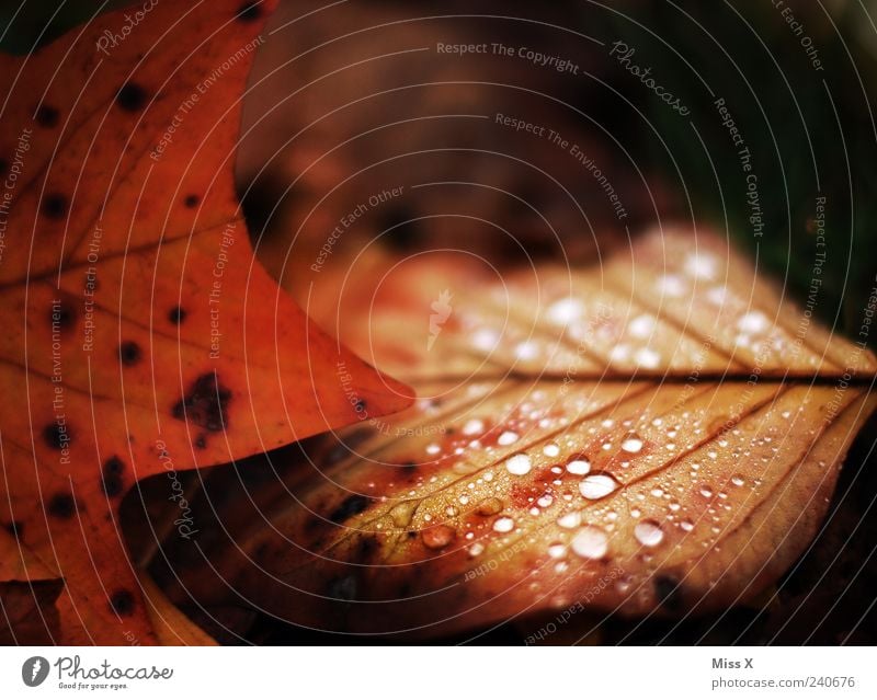 Alle freuen sich auf den Herbst! Ihr nicht? Natur Wassertropfen Blatt dunkel nass braun herbstlich Herbstlaub Blattadern Laubwald Tau Tropfen rot Farbfoto