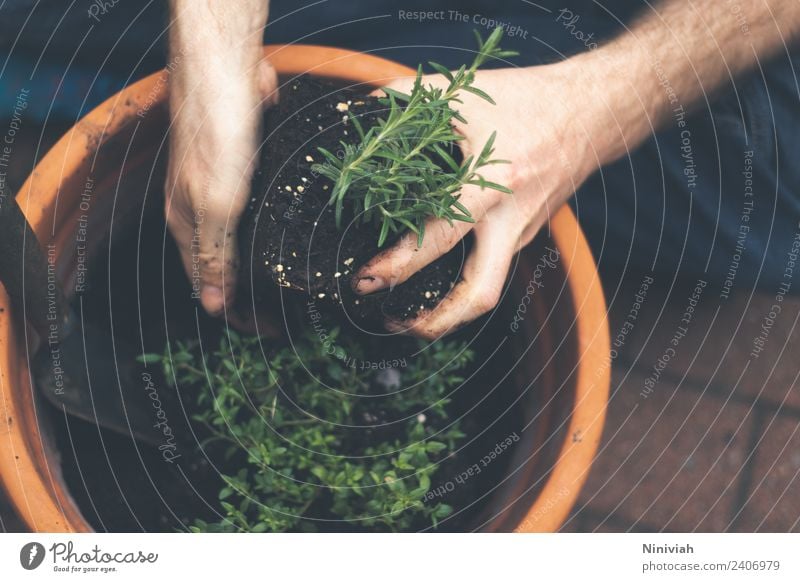 Gartenarbeit im Frühling Farbfoto Außenaufnahme Nahaufnahme Gesunde Ernährung Gesundheit Wohlgefühl Erholung Freizeit & Hobby Mensch Mann Hand Natur Pflanze