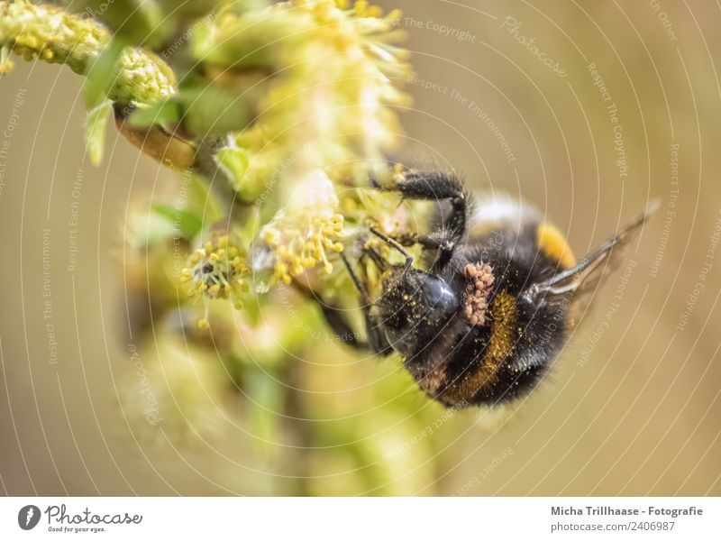 Hummel auf der Blüte Umwelt Natur Pflanze Tier Sonne Schönes Wetter Baum Blatt Wildtier Biene Tiergesicht Flügel Auge Insekt 1 Fressen krabbeln nah gelb grün