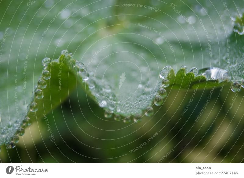 Morning Natur Pflanze Wassertropfen Herbst Blatt Grünpflanze Stadtrand Tropfen Hoffnung Idylle nachhaltig Farbfoto Außenaufnahme Detailaufnahme Makroaufnahme