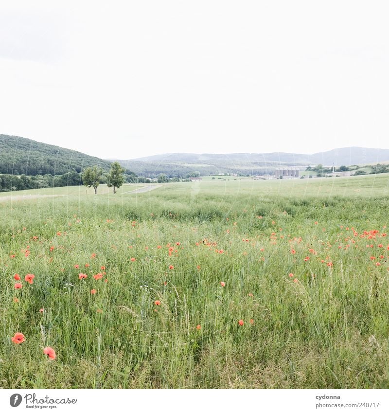 Ein weites Feld harmonisch Wohlgefühl Erholung ruhig Ausflug Ferne Freiheit Umwelt Natur Landschaft Himmel Sommer Wiese Hügel Einsamkeit einzigartig Horizont