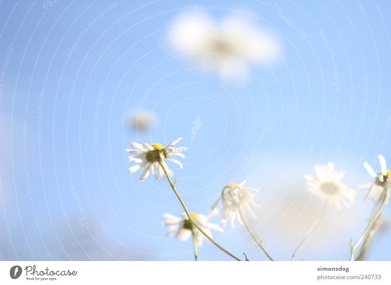 blumenwölkchen Natur Himmel Wolkenloser Himmel Frühling Sommer Schönes Wetter Pflanze Blüte Wiese Duft leuchten verblüht dehydrieren Wachstum elegant