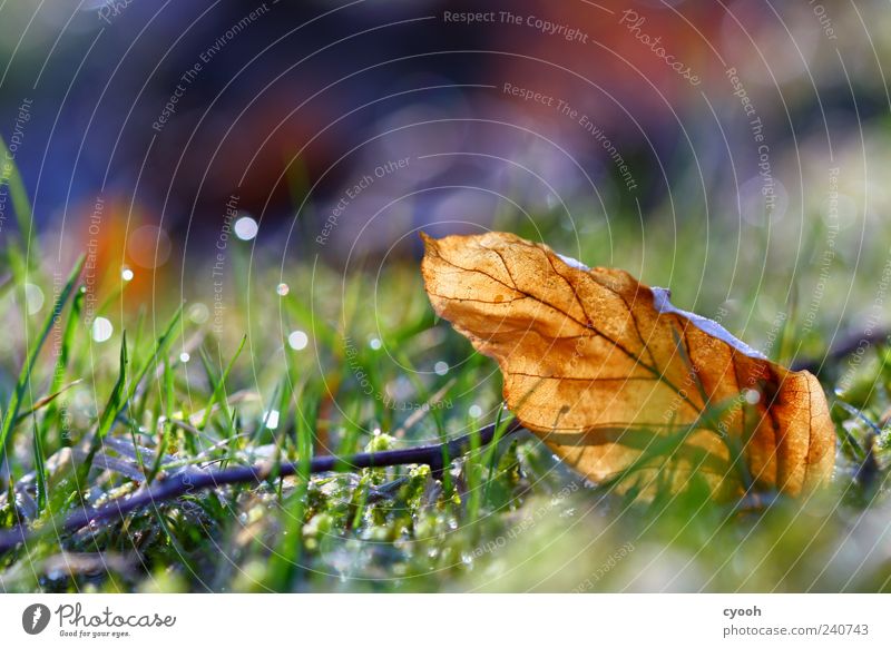 Farbenpracht Natur Pflanze Erde Wassertropfen Frühling Herbst Gras Blatt Wiese alt glänzend leuchten dehydrieren Wachstum frisch nass saftig trocken weich blau