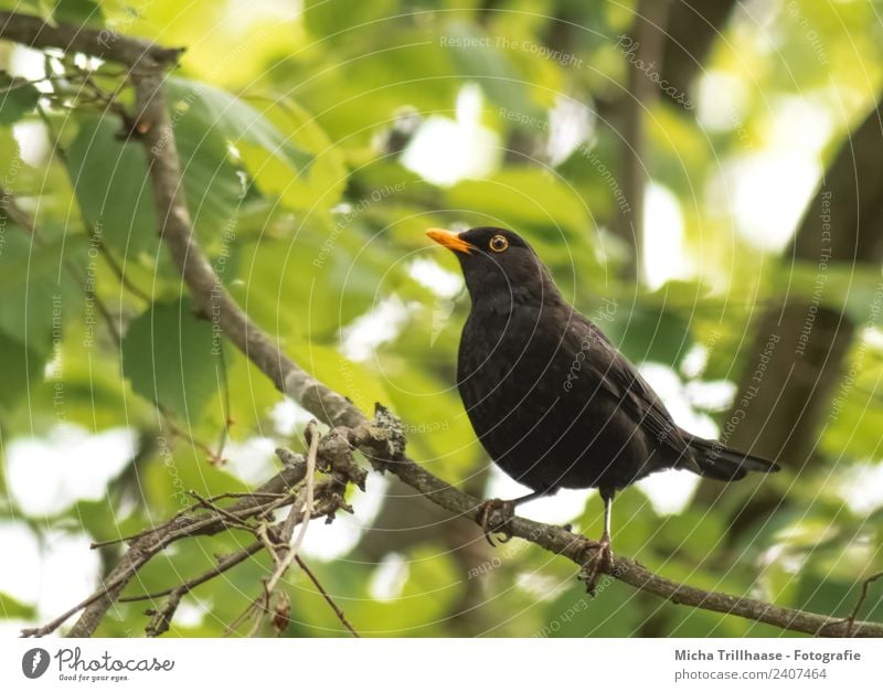 Amsel im Baum Umwelt Natur Tier Sonne Schönes Wetter Blatt Wald Wildtier Vogel Tiergesicht Flügel Krallen Auge Schnabel 1 beobachten Blick stehen nah natürlich