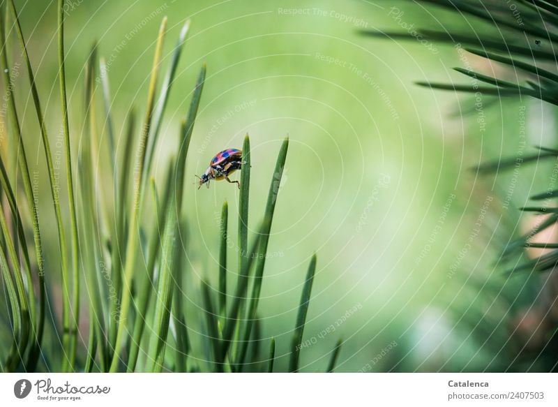 Runter von der Spitze, Marienkäfer Natur Pflanze Tier Sommer Schönes Wetter Baum Gras Kiefer Kiefernadeln Wald Käfer 1 hängen krabbeln authentisch schön braun