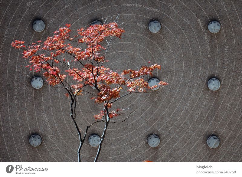 Bäumchen Herbst Baum Blatt Wand Wachstum braun rot Farbfoto Gedeckte Farben Außenaufnahme Menschenleer Textfreiraum rechts