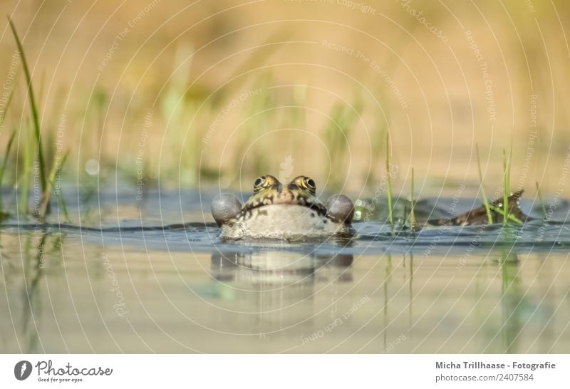 Frosch im Wasser Natur Tier Sonne Schönes Wetter Teich See Wildtier Tiergesicht Wasserfrosch Schallblasen Luftblase Auge Schwimmhaut Beine 1 atmen