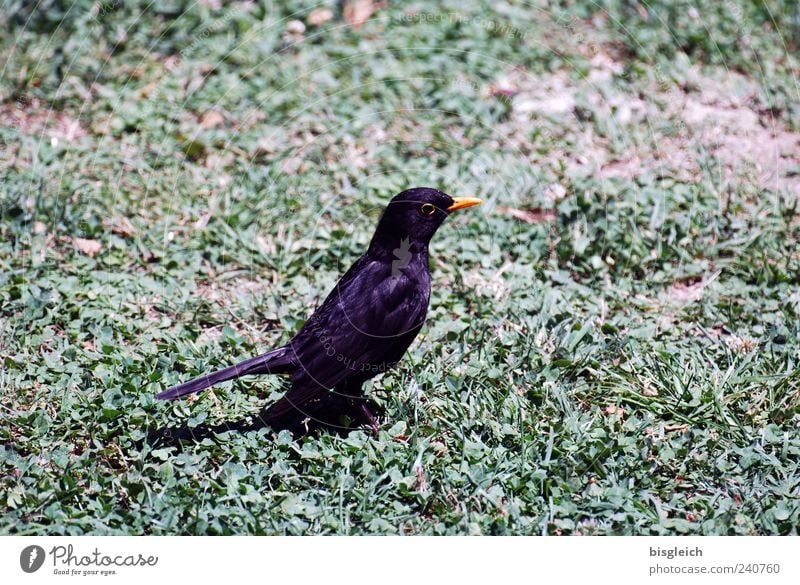 Stillgestanden! Gras Wiese Vogel 1 Tier sitzen grün schwarz Wachsamkeit Farbfoto Gedeckte Farben Außenaufnahme Menschenleer Textfreiraum rechts