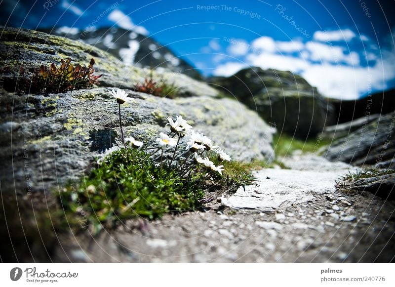 sonniges plätzchen Ferien & Urlaub & Reisen Ausflug Sommer Berge u. Gebirge Pflanze Gras Moos Alpen Frühlingsgefühle Farbfoto Außenaufnahme Nahaufnahme