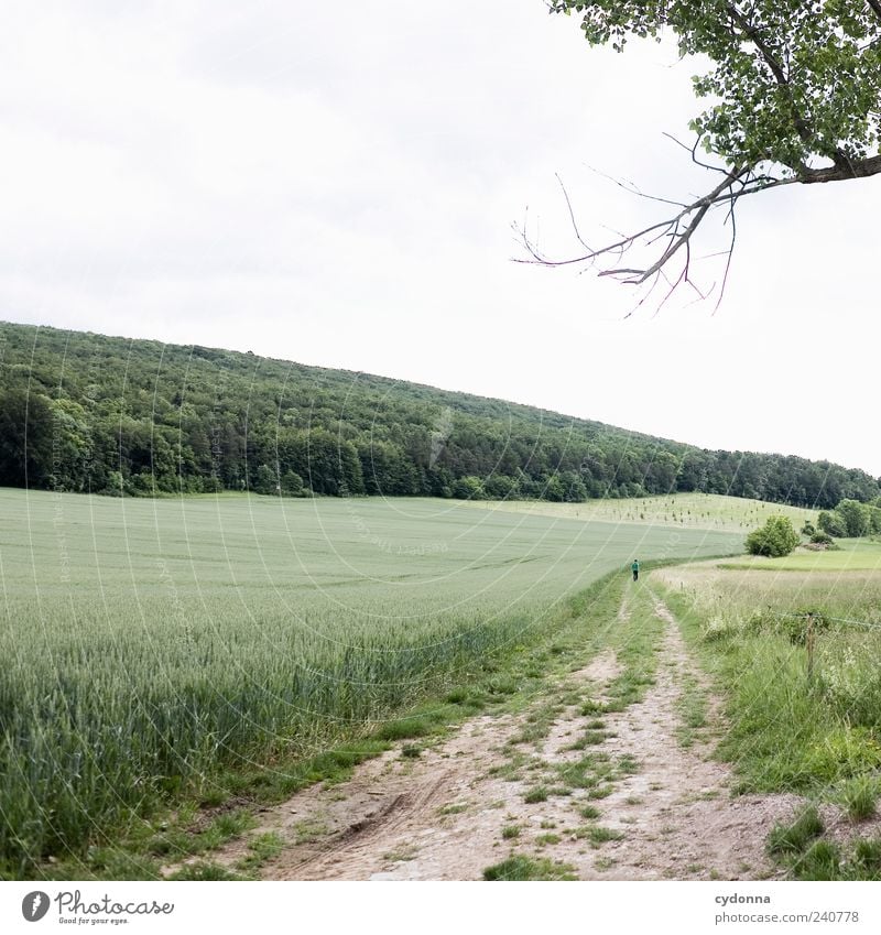 Feldweg Leben Wohlgefühl Erholung ruhig Ausflug Ferne Freiheit Umwelt Natur Landschaft Himmel Sommer Baum Wiese Wald Hügel Wege & Pfade Bewegung Einsamkeit