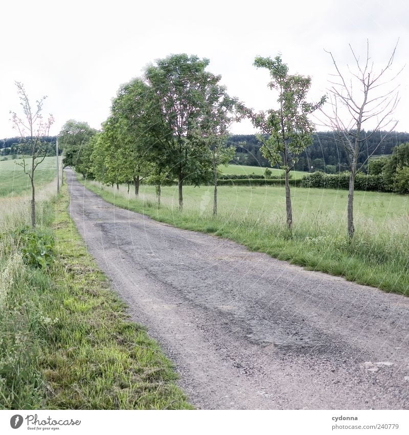 Stiller Pfad Erholung ruhig Ausflug Ferne Freiheit Umwelt Natur Landschaft Himmel Sommer Baum Wiese Feld Straße Wege & Pfade ästhetisch Einsamkeit Horizont