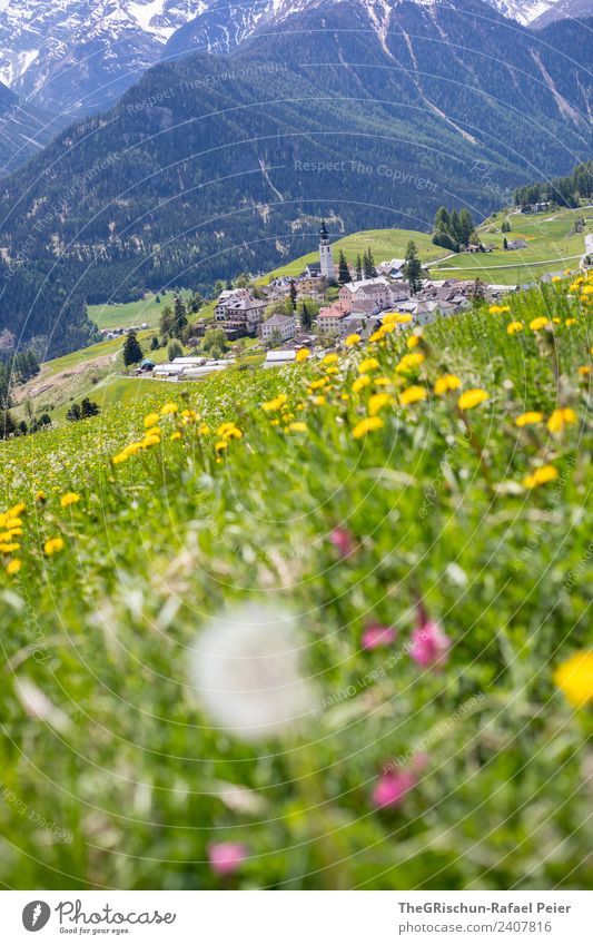 Bergfrühling Umwelt Natur Landschaft blau gelb grün rosa Wiese Blume Engadin ftan Dorf Bergdorf Bergwiese Berge u. Gebirge Wald Höhe Farbfoto Außenaufnahme