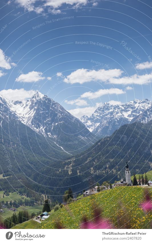 Ftan Natur Landschaft blau grün violett rosa weiß Berge u. Gebirge Schnee Gipfel Dorf Bergdorf Bergwiese Blumenwiese Vielfältig Blühend Frühling Engadin Schweiz