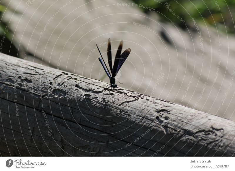 Blauflügel Natur Baumstamm Flügel Blauflügel-Prachtlibelle 1 Tier blau grau grün schwarz Farbfoto Außenaufnahme Textfreiraum links Textfreiraum rechts Tag