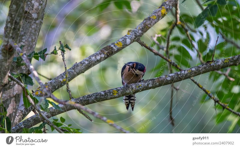 Bundspecht Ausflug Expedition Umwelt Natur Frühling Pflanze Baum Wald Tier Wildtier Vogel Tiergesicht Flügel Specht 1 beobachten entdecken festhalten hängen