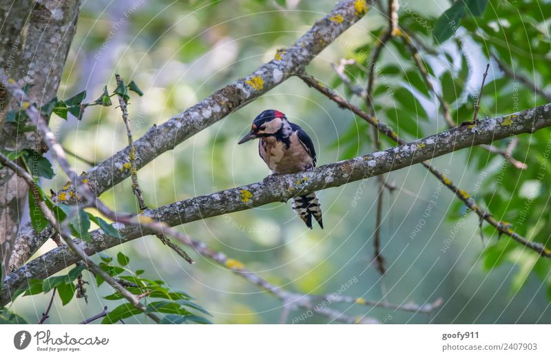 Bundspecht II Ausflug Expedition Umwelt Natur Landschaft Frühling Schönes Wetter Pflanze Baum Wald Tier Wildtier Vogel Tiergesicht Flügel Fährte Specht 1