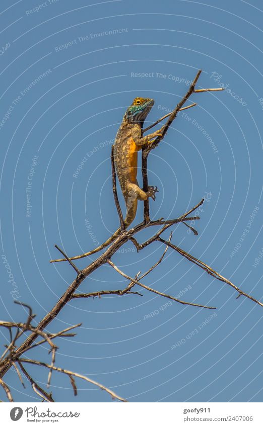 Blaukopfagame II Ferien & Urlaub & Reisen Ausflug Abenteuer Safari Expedition Umwelt Natur Landschaft Himmel Schönes Wetter Wärme Baum Sträucher Wüste Namibia