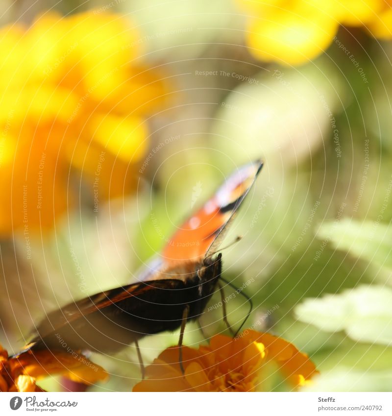 Schmetterling im bunten Sommergarten Falter Tagpfauenauge sommerlich Idylle Pastellfarben Schönes Wetter Pastellton hellgrün Pastelltöne gelb einzigartig