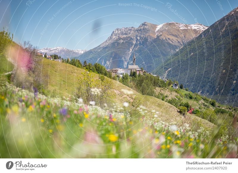 SENT Natur Landschaft Pflanze braun grün violett rosa weiß Berge u. Gebirge Kirchturm Kirche Dorf Engadin Tal Wald Wiese Bergwiese Frühling Hügel Farbfoto