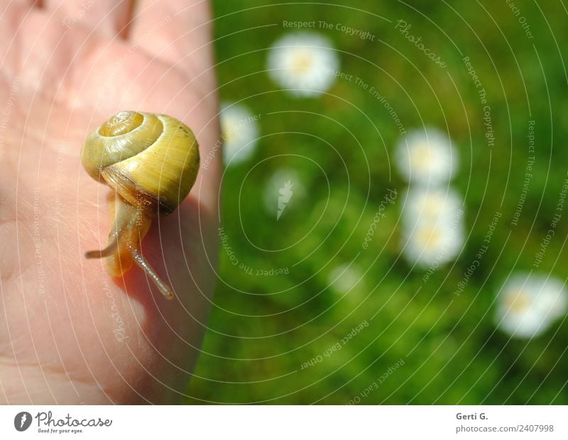 zahmes Schneckchen Hand Gras Gänseblümchen Wiese Tier Schnecke 1 berühren Bewegung grün Tierliebe Vorsicht Gelassenheit geduldig ruhig Leben Ekel Zeitlupe