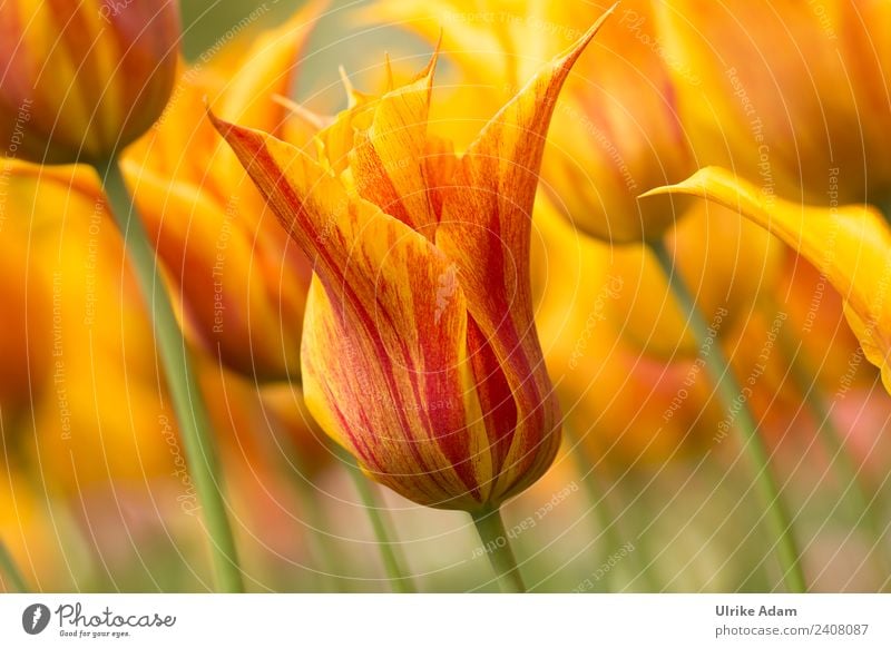 Blumen - Gelb rote Tulpen schön Feste & Feiern Valentinstag Muttertag Ostern Hochzeit Geburtstag Natur Pflanze Frühling Sommer Blüte Garten Park Blühend