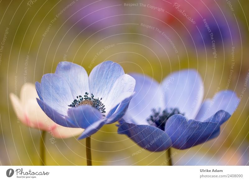 Blaue Anemonen Wellness Leben harmonisch Wohlgefühl Zufriedenheit Sinnesorgane Erholung ruhig Meditation Feste & Feiern Ostern Geburtstag Natur Pflanze Frühling