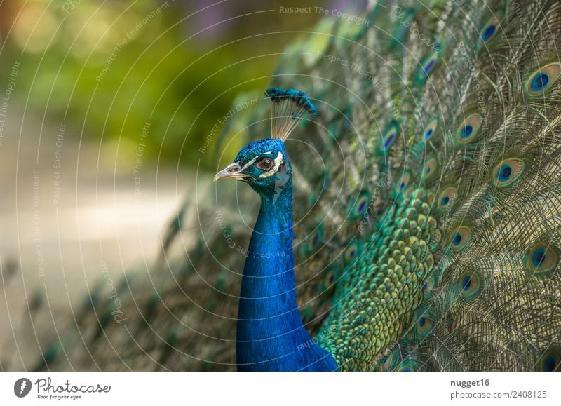 Pfau 2 Umwelt Natur Tier Sonnenlicht Frühling Sommer Herbst Schönes Wetter Garten Park Wiese Wildtier Vogel Tiergesicht Flügel Zoo Pfauenfeder 1 ästhetisch