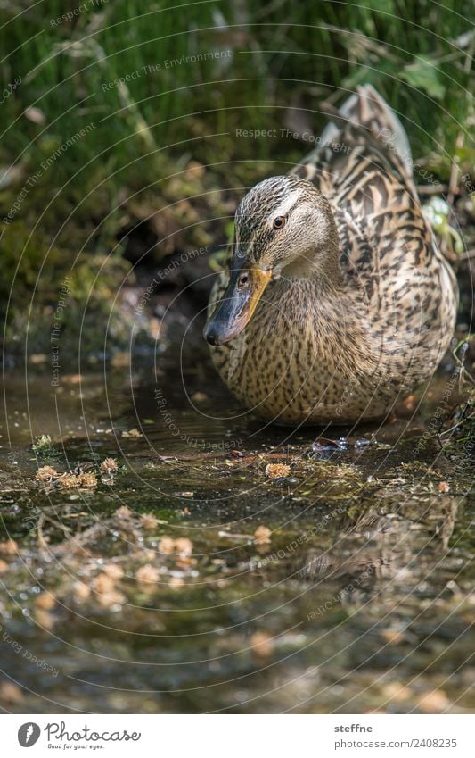 Ente posiert in der Matsche Frühling Tier Wildtier Vogel 1 sitzen Ententeich Stockente Tarnung Farbfoto Außenaufnahme Textfreiraum unten Schwache Tiefenschärfe