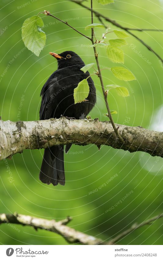 Amsel, die auf einem Ast sitzt und in die Ferne schaut Frühling Baum Tier Wildtier Vogel 1 Blick grün Farbfoto Außenaufnahme Menschenleer Textfreiraum unten